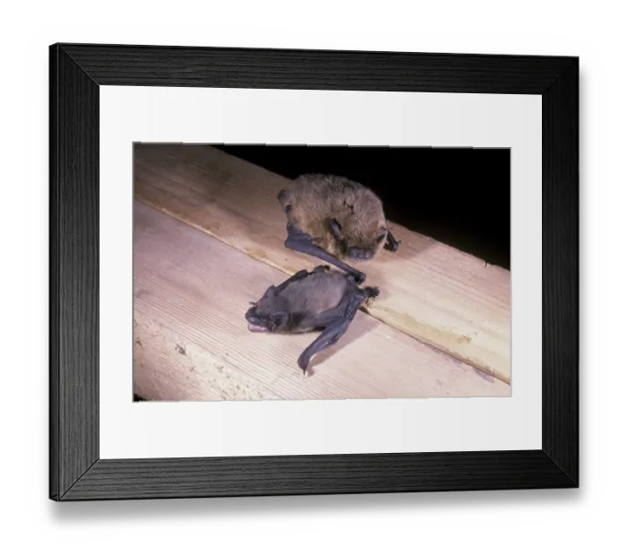 Framed Print : Pipistrelle Bat (Pipistrellus pipistrellus) Framed Print : Pipistrelle Bat (Pipistrellus pipistrellus)