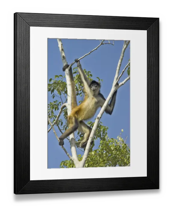 Framed Print : Black-handed Spider Monkey (Ateles geoffroyi) Framed Print : Black-handed Spider Monkey (Ateles geoffroyi)