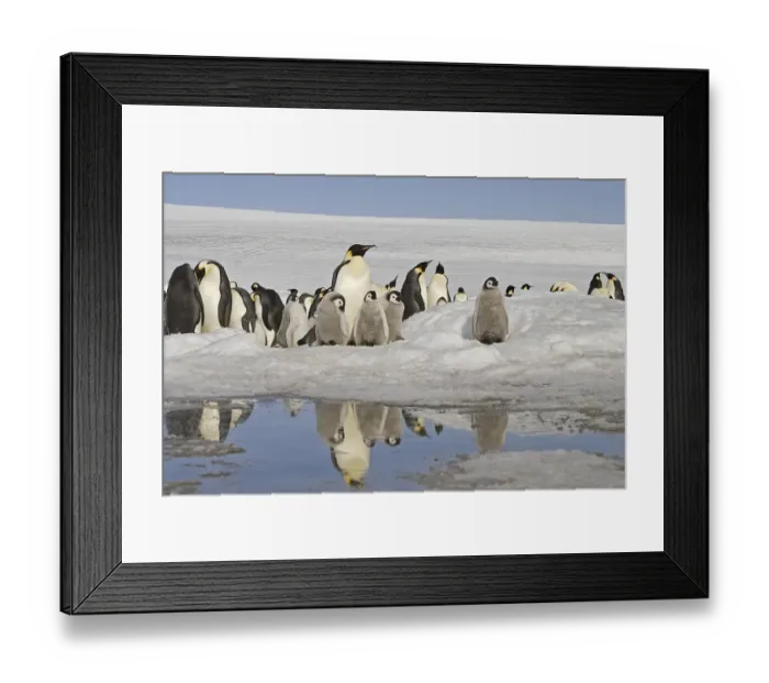 Framed Print : Emperor Penguin (Aptenodytes forsteri)