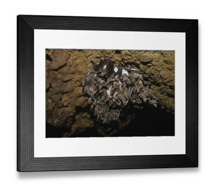 Framed Print : Greater Mouse-eared Bat (Myotis myotis) Framed Print : Greater Mouse-eared Bat (Myotis myotis)
