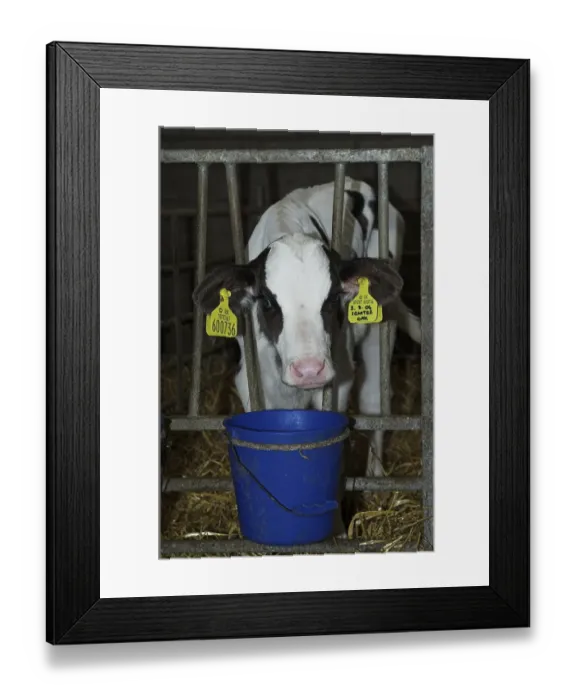 Framed Print : Domestic cattle, Holstein Friesian calf Framed Print : Domestic cattle, Holstein Friesian calf