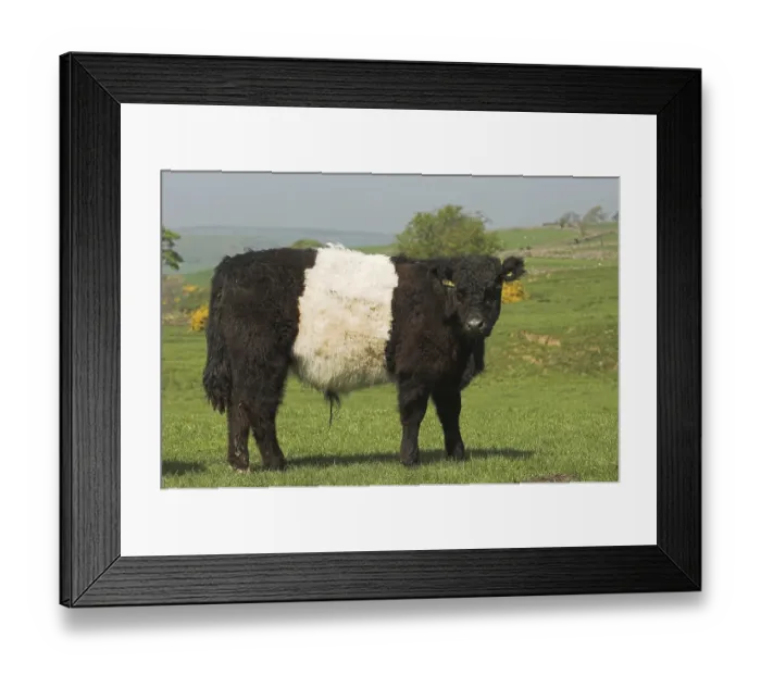 Framed Print : Domestic cattle, Belted Galloway