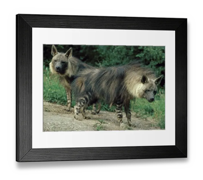 Framed Print : Brown Hyena (Hyaena brunnea), adult male and female Framed Print : Brown Hyena (Hyaena brunnea), adult male and female