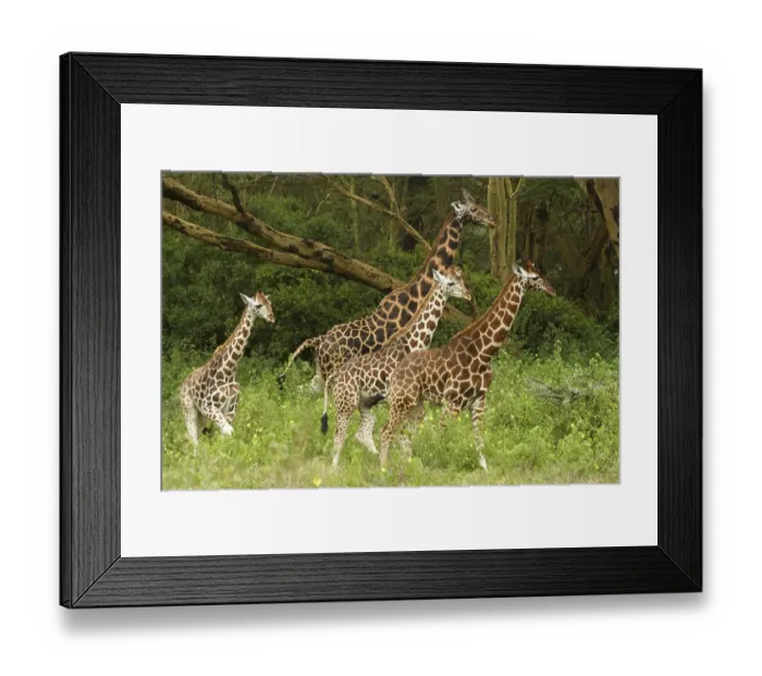 Framed Print : Rothschild's Giraffe (Giraffa camelopardalis rothschildi) Framed Print : Rothschild's Giraffe (Giraffa camelopardalis rothschildi)
