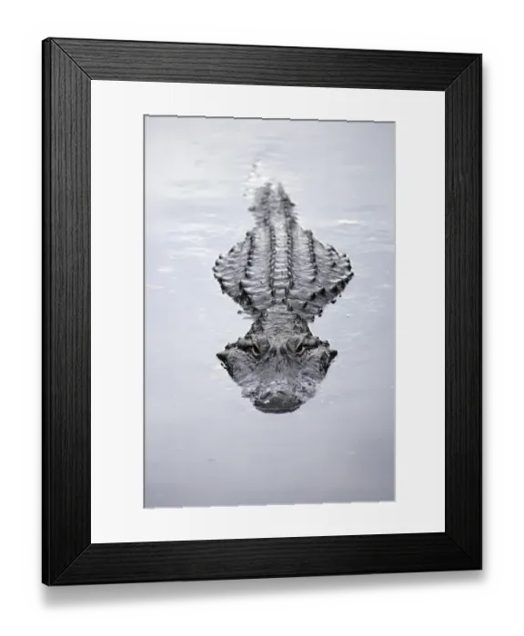 Framed Print : America Alligator (Alligator mississippiensis)