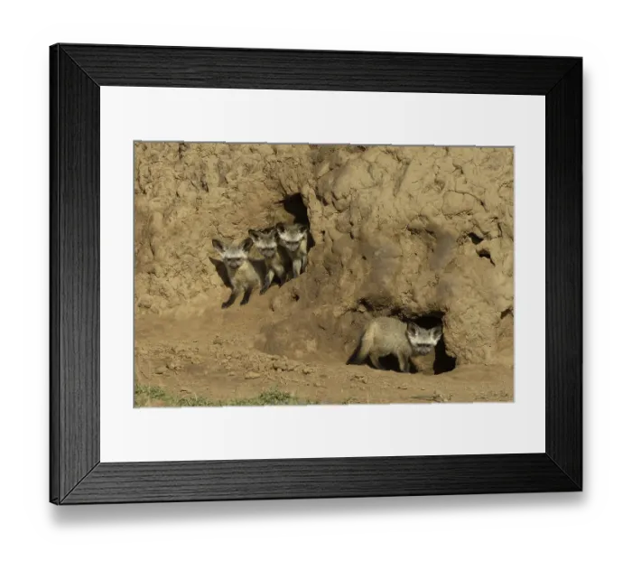 Framed Print : Bat-eared Fox (Otocyon megalotis)