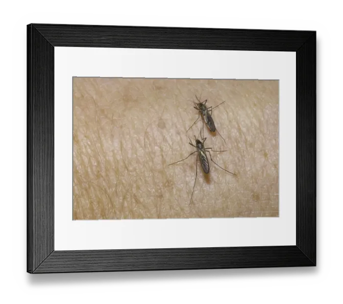 Framed Print : Mosquito (Aedes), two on skin, biting Framed Print : Mosquito (Aedes), two on skin, biting