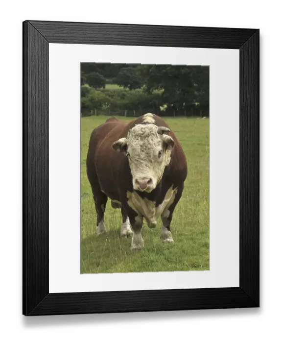 Framed Print : Domestic Cattle (Bos primigenius taurus) Framed Print : Domestic Cattle (Bos primigenius taurus)