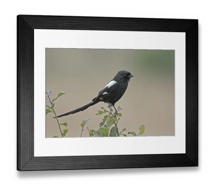 Framed Print : Magpie Shrike (Corvinella melanoleuca)