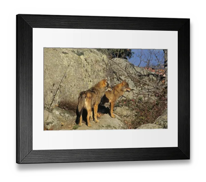 Framed Print : Iberian wolf, iberian wolves (Canis lupus signatus)
