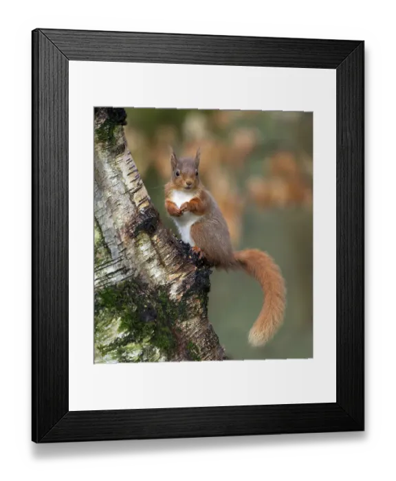 Framed Print : Eurasian red squirrel (Sciurus vulgaris)