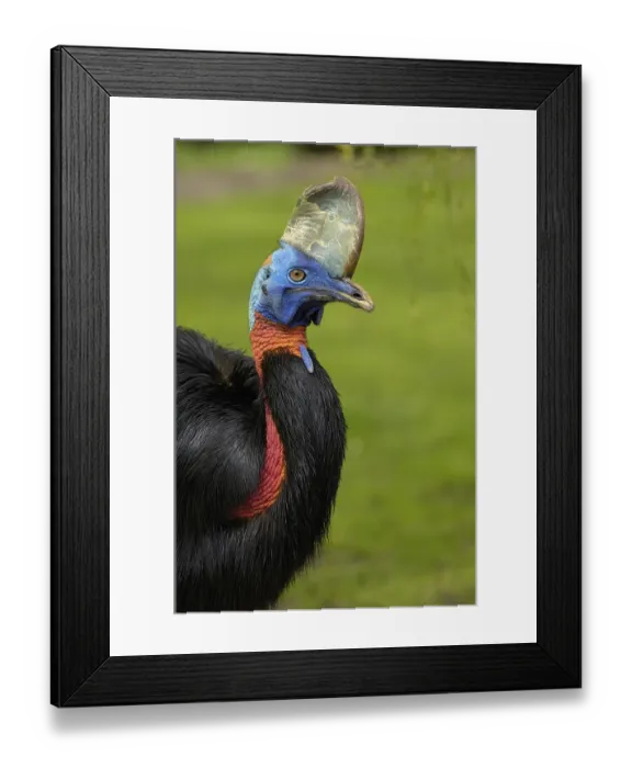 Framed Print : Cassowary, Casuarius casuarius