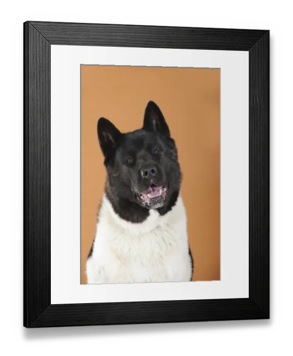 Framed Print : American Akita, portrait