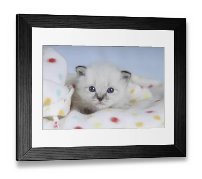 Framed Print : Birman kitten on a spotted blanket