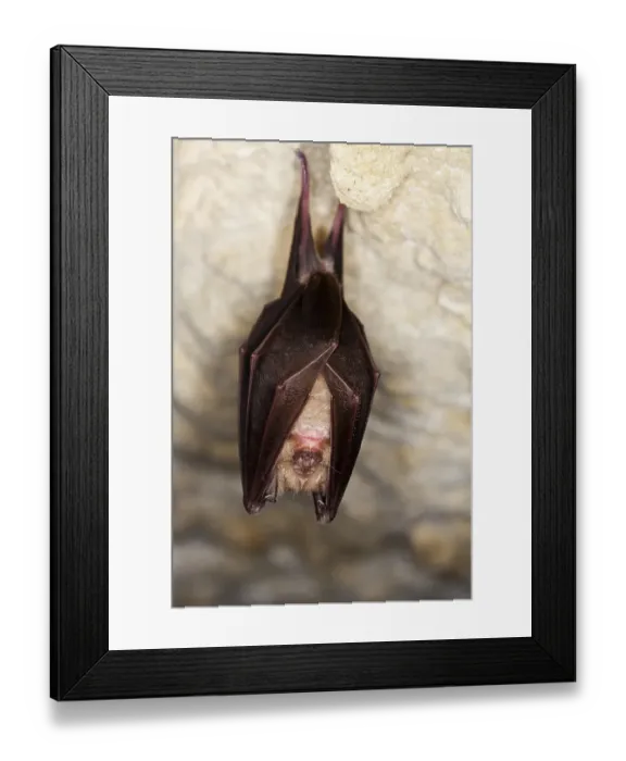 Framed Print : GREATER HORSESHOE BAT (rhinolophus ferrumequinum)