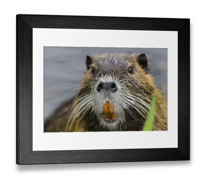 Framed Print : (Myocastor coypus)