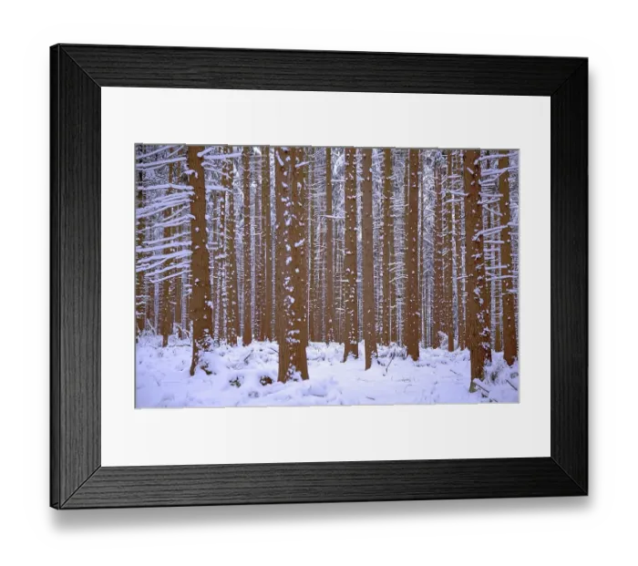 Framed Print : Fir forest in winter with snow