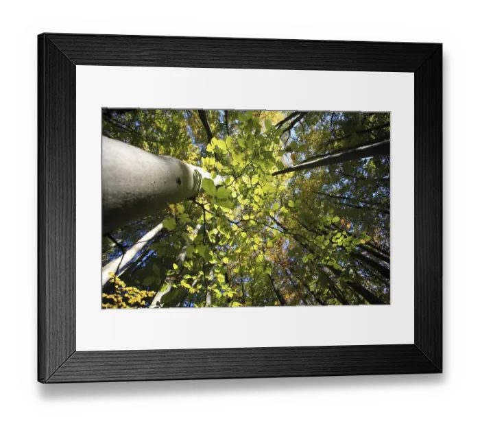 Framed Print : Beech grove
