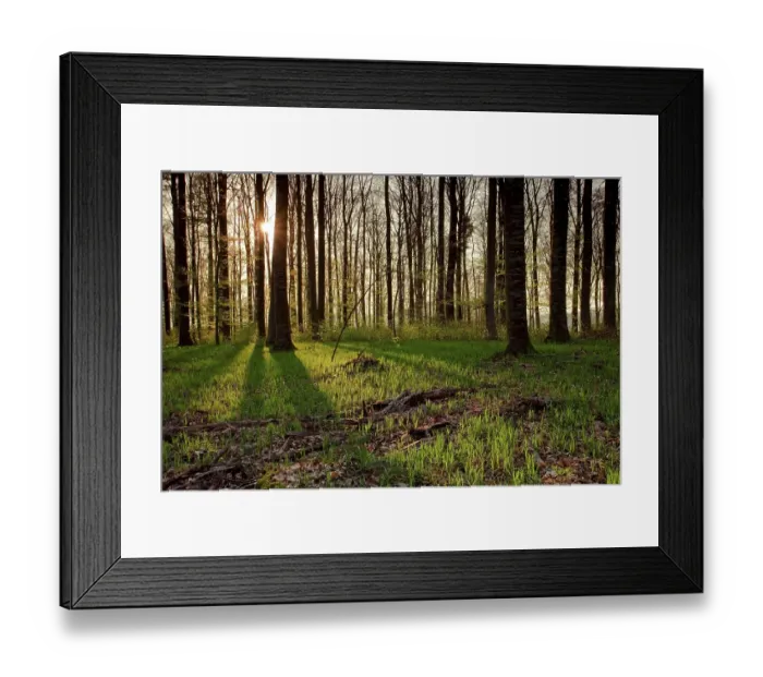 Framed Print : Beech forest in backlight, spring