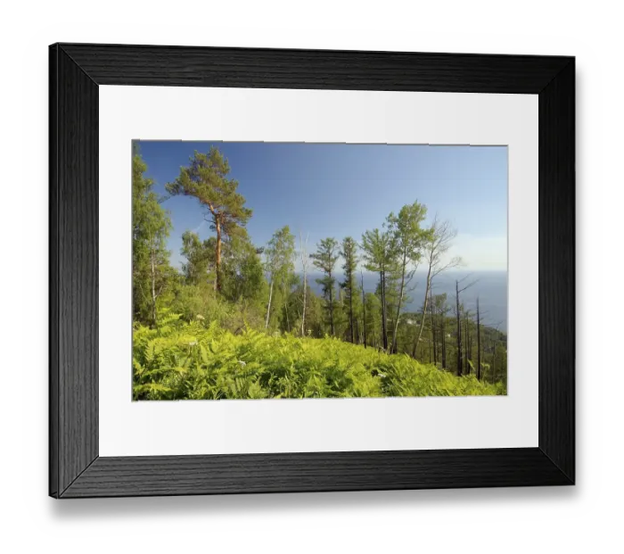 Framed Print : Taiga, boreal forest, Listvyanka