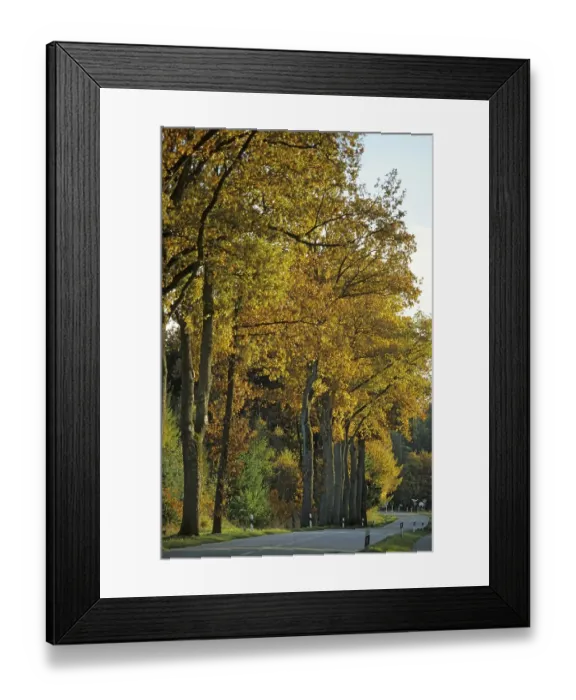 Framed Print : Autumn coloured trees at a country road Germany Framed Print : Autumn coloured trees at a country road Germany