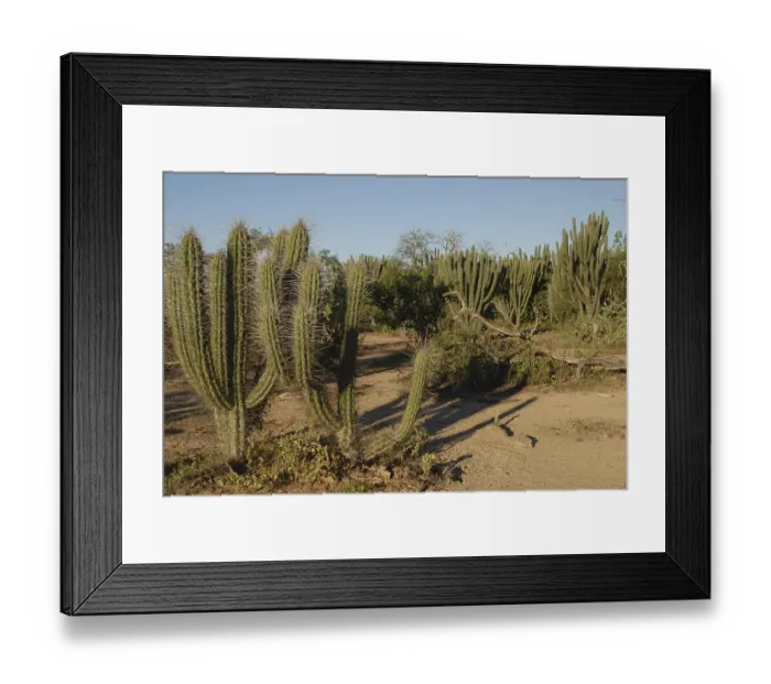 Framed Print : Wood of cacti, Rio Pilcomayo, Gran Chaco