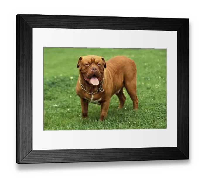 Framed Print : BORDEAUX MASTIFF DOG, ADULT WITH COLLAR Framed Print : BORDEAUX MASTIFF DOG, ADULT WITH COLLAR