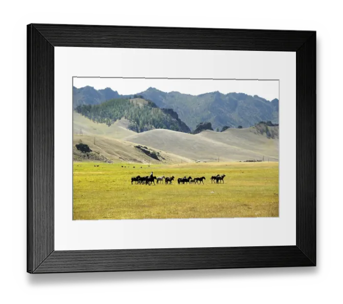 Framed Print : Herde of horses in wide open landscape with grassland and mountains Terelj National Park Mongolia Framed Print : Herde of horses in wide open landscape with grassland and mountains Terelj National Park Mongolia