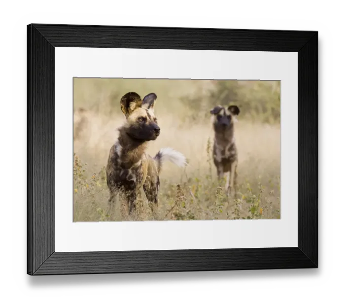 Framed Print : African wilddogs (Lycaon pictus), Namibia, Africa