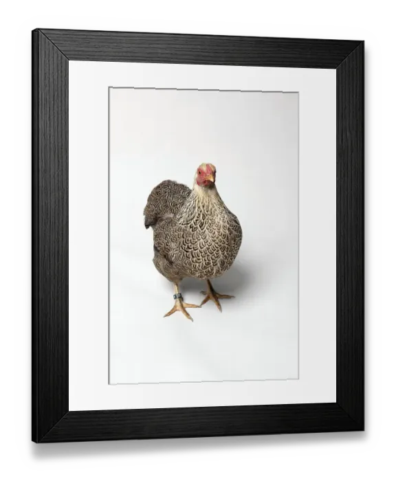 Framed Print : Dwarf-Wyandotte chicken breed Framed Print : Dwarf-Wyandotte chicken breed