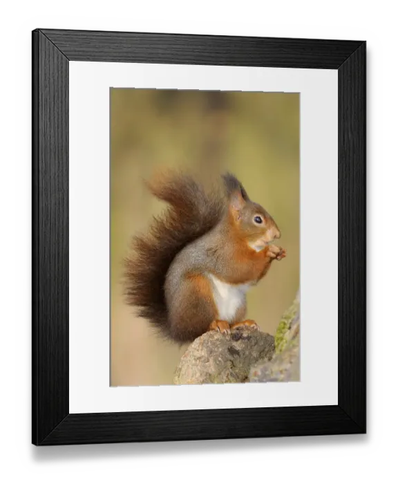 Framed Print : Squirrel (Sciurus vulgaris) Framed Print : Squirrel (Sciurus vulgaris)
