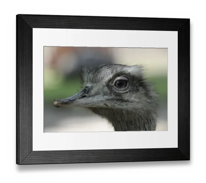 Framed Print : American Rhea or Gray, Greater Rhea (Rhea americana)