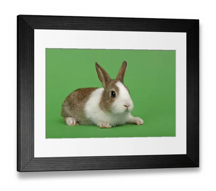 Framed Print : Dutch rabbit Framed Print : Dutch rabbit