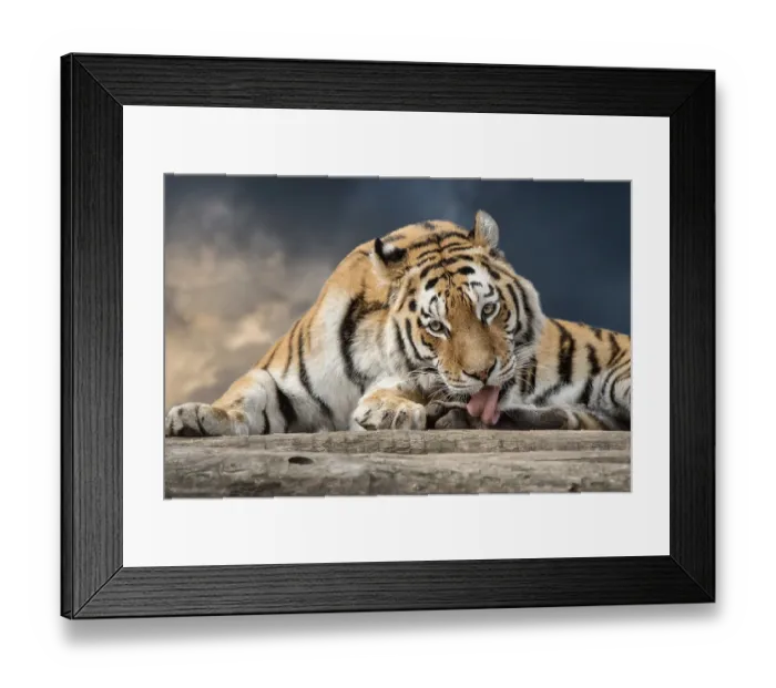 Framed Print : Siberian tiger (Panthera tigris altaica), captive