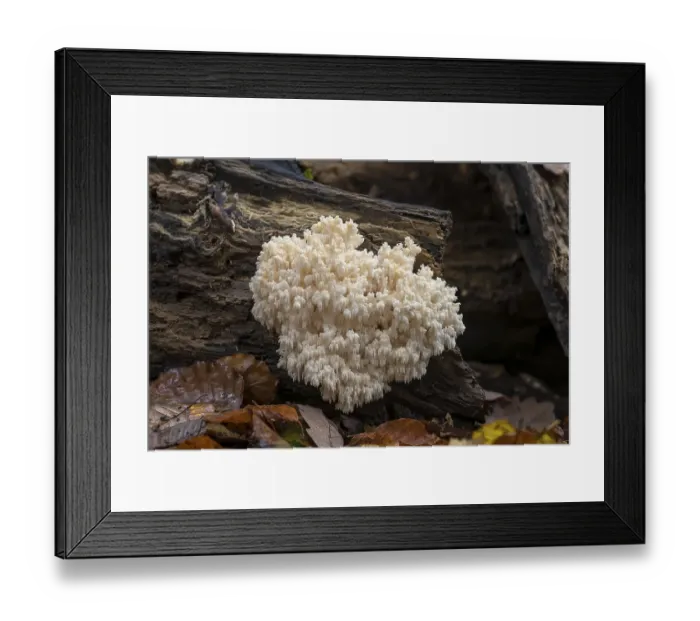 Framed Print : Bear's head (Hericium coralloides) Framed Print : Bear's head (Hericium coralloides)