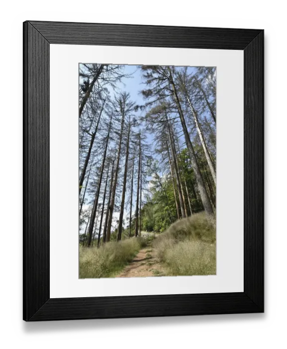 Framed Print : Forest dieback in the Hunsrueck-Hochwald National Park with dead conifers along a hiking trail