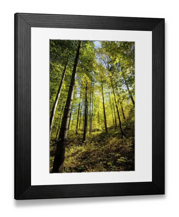 Framed Print : Mixed forest in fall autmn near Convent Ettal Bavaria Germany Framed Print : Mixed forest in fall autmn near Convent Ettal Bavaria Germany