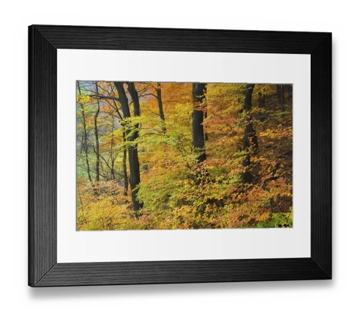 Framed Print : A beutiful colored forest in autumn Framed Print : A beutiful colored forest in autumn