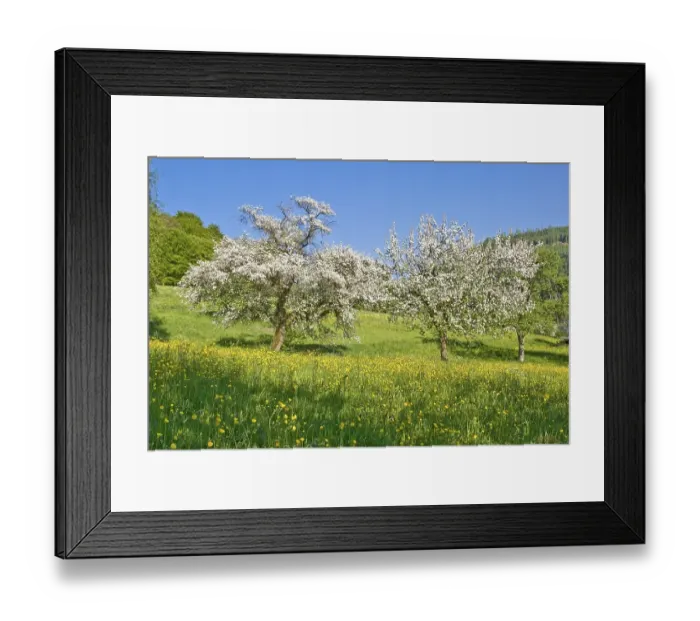 Framed Print : Spring splendor on Mt. Rennberg Framed Print : Spring splendor on Mt. Rennberg
