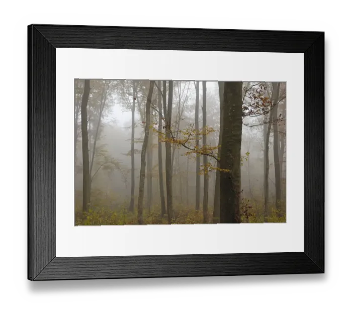 Framed Print : Forest in autumn