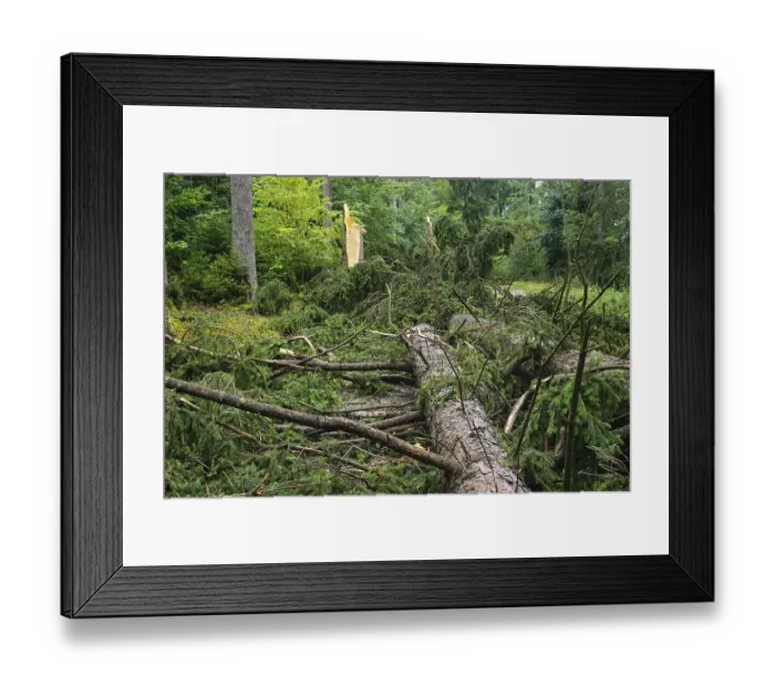 Framed Print : Storm damage in beech and coniferous forests Framed Print : Storm damage in beech and coniferous forests