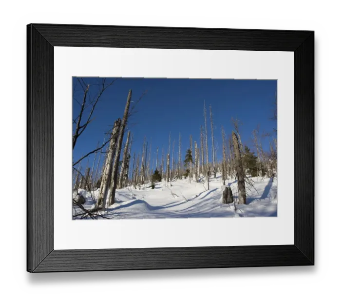 Framed Print : Waldsterben forest dieback Framed Print : Waldsterben forest dieback