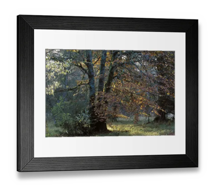 Framed Print : Red beech Bavaria Germany