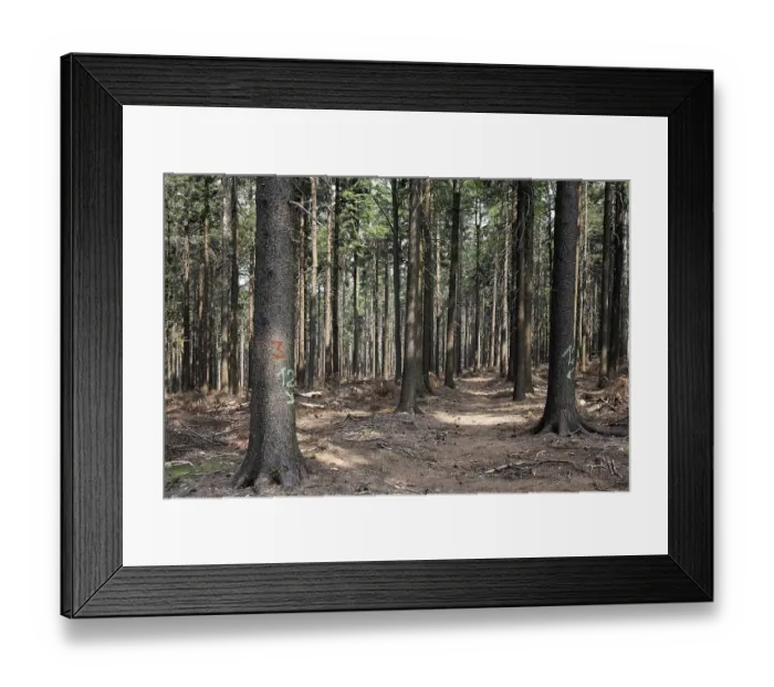 Framed Print : Spruce forest Tiefenbach, Bavaria Germany