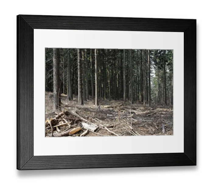 Framed Print : Spruce forest Tiefenbach, Bavaria Germany Framed Print : Spruce forest Tiefenbach, Bavaria Germany