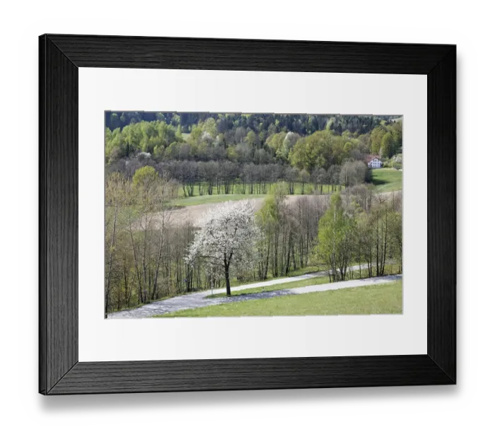 Framed Print : Lalling, blooming cherry tree, Bavarian Forest