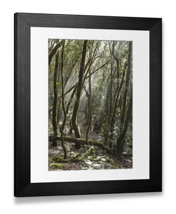Framed Print : Garajonay National Park, laurel forest