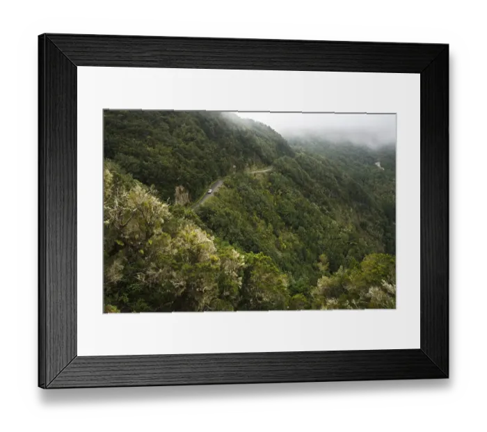 Framed Print : Garajonay National Park, Tree heath forest Framed Print : Garajonay National Park, Tree heath forest
