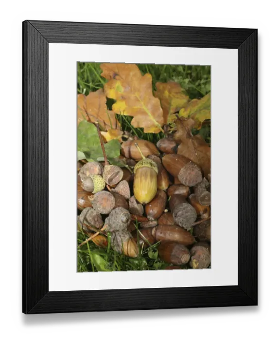 Framed Print : Fall forest floor: Acorns and oak leaves (Quercus robur)