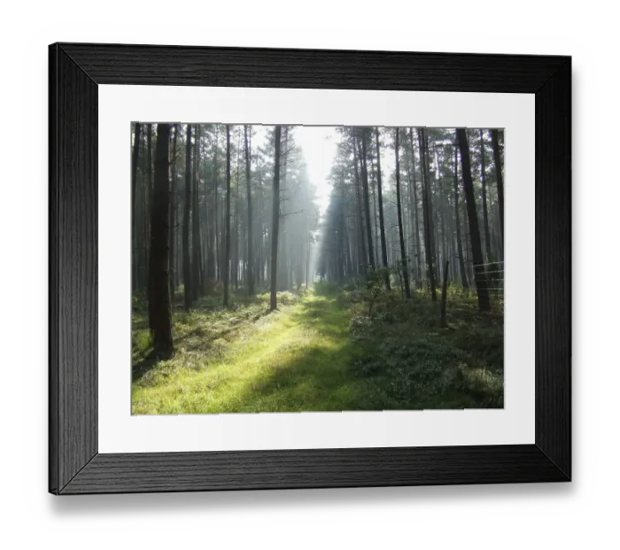 Framed Print : Forest way with sunlight Framed Print : Forest way with sunlight